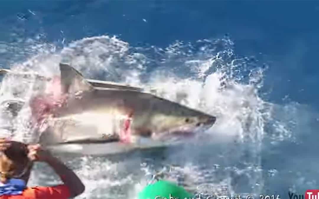 Un Plongeur se fait Emprisonner avec un Grand Requin Blanc dans une Cage
