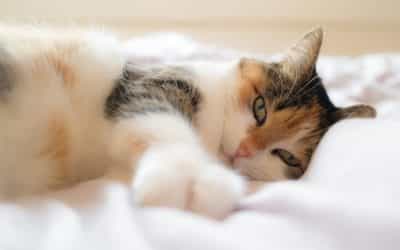 La ronronthérapie ou l’art de se détendre grâce aux chats